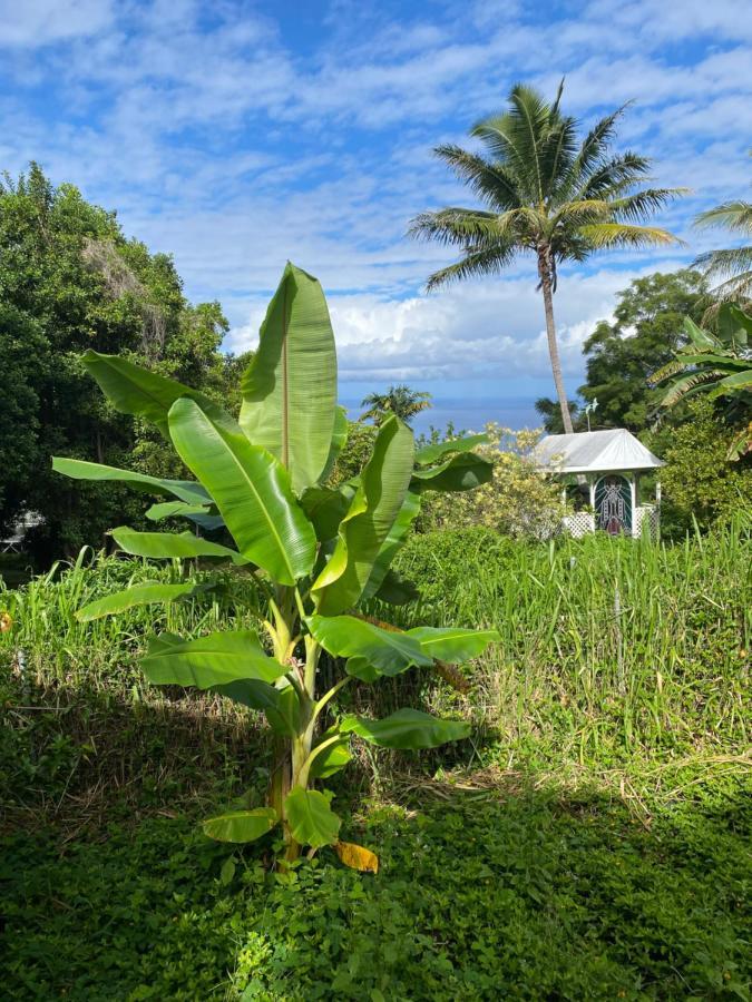 Cozy Jungle Boat Hideaway With Stunning Ocean View Villa Kealakekua Exterior photo